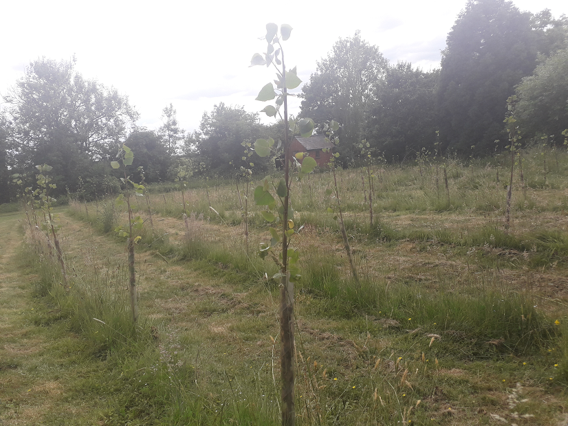 Tree Planters UK