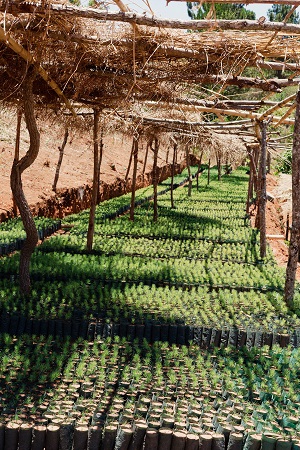 Tree planters Malawi